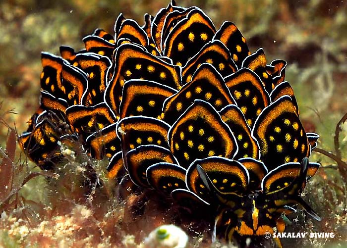 diving sites macro Madagascar